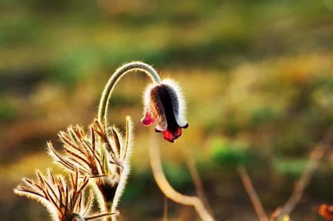 Pasque Wild Flower Group in setting sun Foto stock