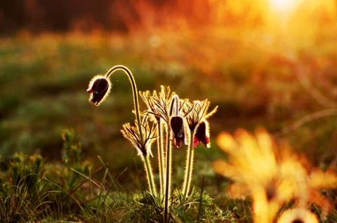 Pasque Wild Flower Group in setting sun Stock Photos