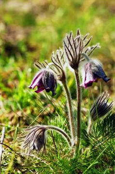 Pasque Wild Flower Group in setting sun Stock Photos