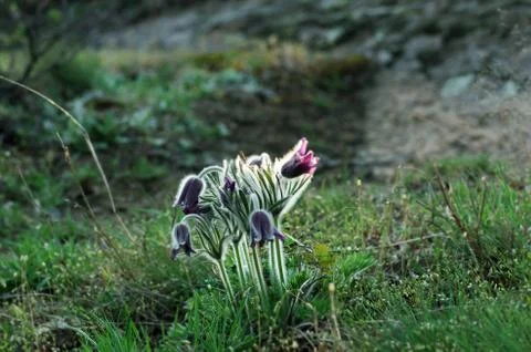 Pasque Wild Flower Group in setting sun Stock Photos