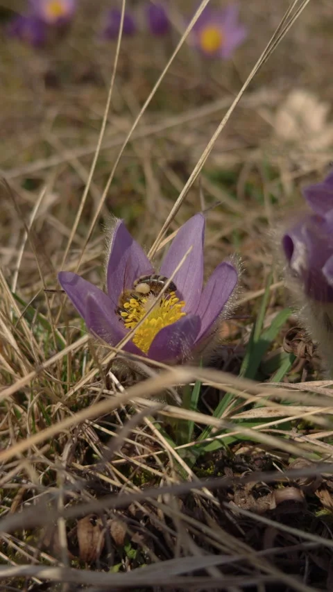 Pasqueflower with bee Stock Footage 330640676