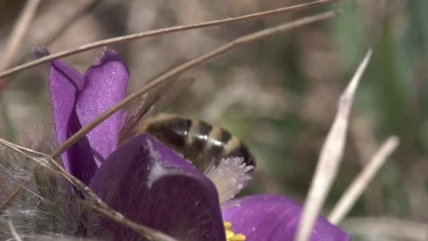 Pasqueflower with a bee in spring Stock Footage 257766404