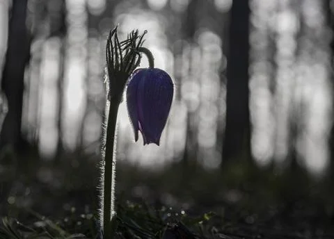 Pasqueflower at dawn Stock Photos