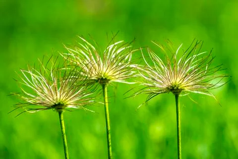 Pasqueflower with fruits Stock Photos