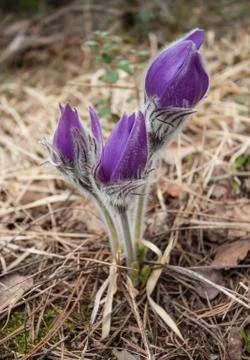 Pasqueflower Stock Photos