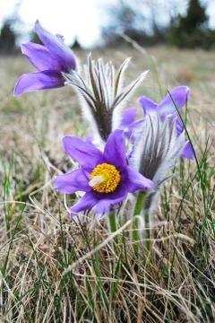 Pasqueflower Stock Photos