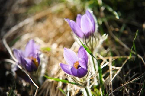 Pasqueflower Stock Photos