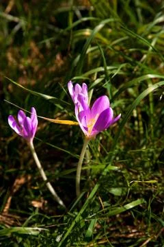 Pasqueflower Stock Photos