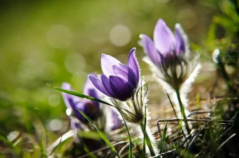 Pasqueflower Stock Photos