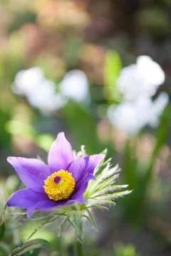 Pasqueflower Foto stock