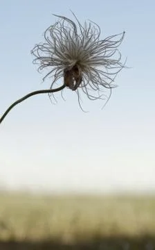 Pasqueflower Stock Photos