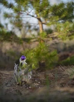 Pasqueflower in pinery Stock Photos