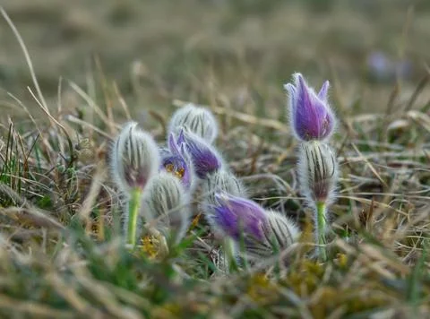 Pasqueflower (pulsatilla) in the Springtime Stock Photos
