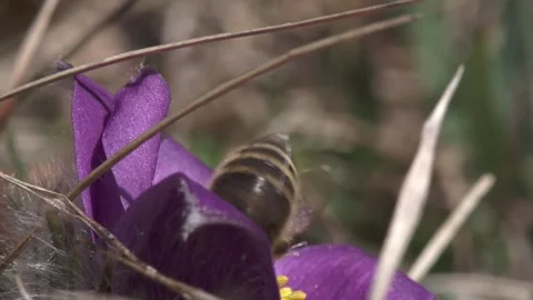 Pasqueflower in spring with a bee Stock Footage 257766412