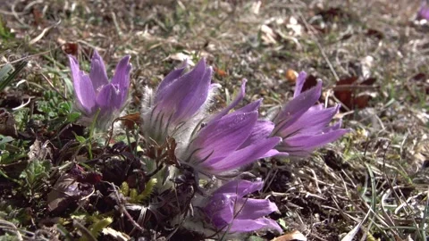 Pasqueflower in spring Stock Footage 257766335