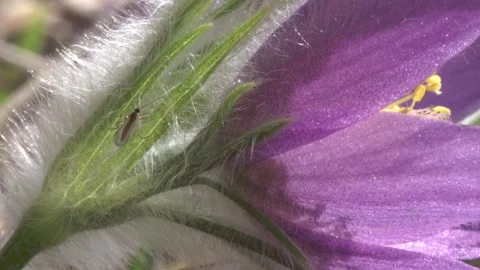 Pasqueflower in spring Stock Footage 257766390