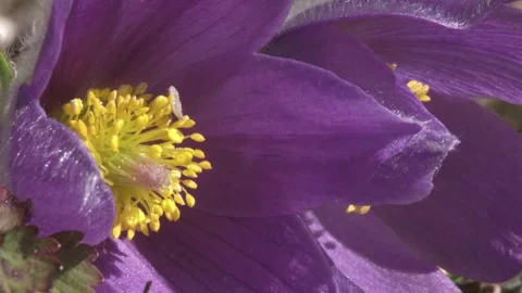 Pasqueflower in spring Stock Footage 257766392