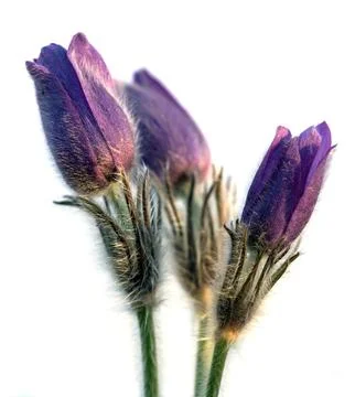 Pasqueflower, three Pasqueflowers isolated on white Stock Photos