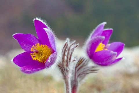 Pasqueflowers Stock Photos