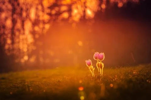 Pasqueflowers in spring Stock Photos