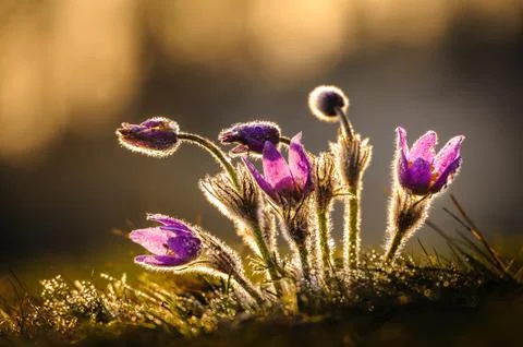 Pasqueflowers in spring Stock Photos