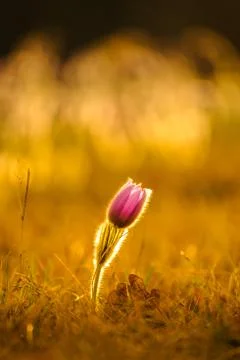 Pasqueflowers in spring Stock Photos