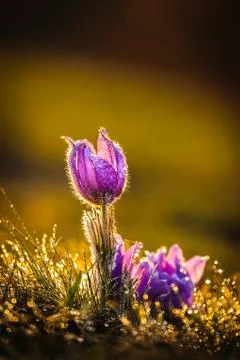 Pasqueflowers in spring Stock Photos