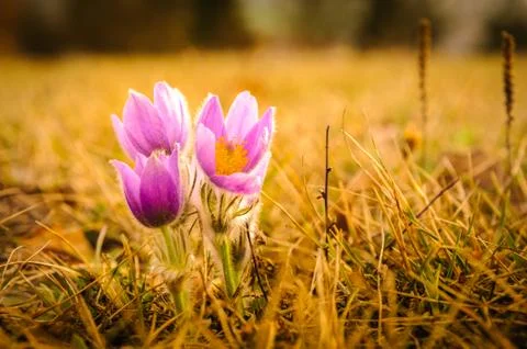 Pasqueflowers in spring Stock Photos