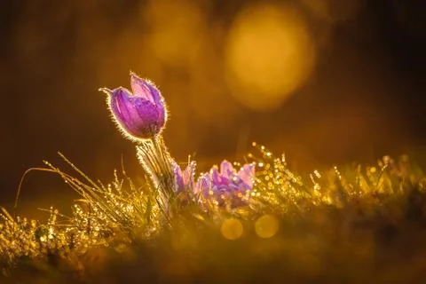 Pasqueflowers in spring Stock Photos