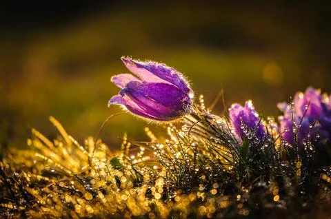 Pasqueflowers in spring Stock Photos