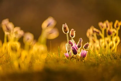 Pasqueflowers in spring Fotos de archivo