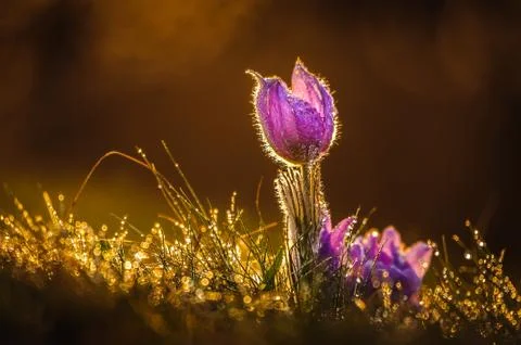 Pasqueflowers in spring Stock Photos