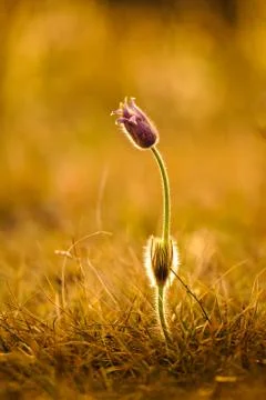 Pasqueflowers in spring Stock Photos