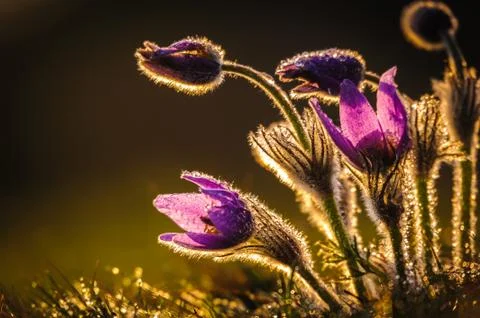 Pasqueflowers in spring Stock Photos