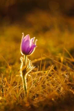 Pasqueflowers in spring Stock Photos