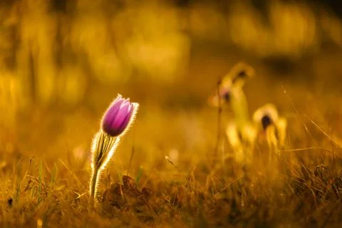 Pasqueflowers in spring Stock Photos