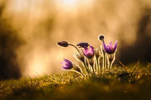 Pasqueflowers in spring Stock Photos