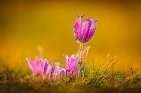 Pasqueflowers in spring Foto stock