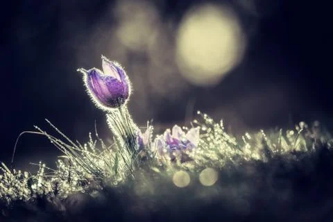 Pasqueflowers in spring Stock Photos