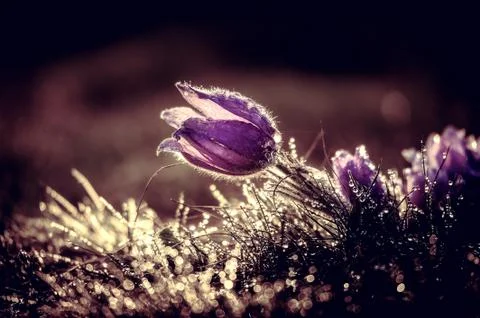 Pasqueflowers in spring Foto stock