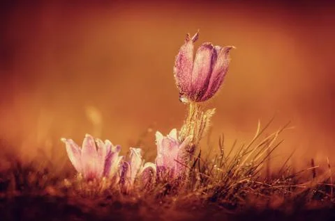 Pasqueflowers in spring Stock Photos