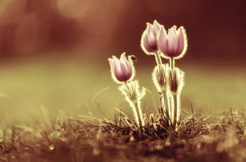 Pasqueflowers in spring Stock Photos
