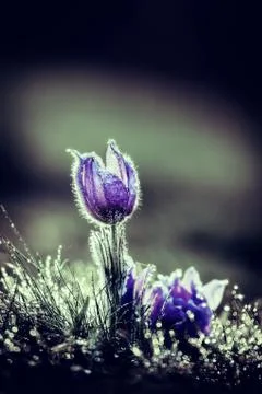 Pasqueflowers in spring Stock Photos