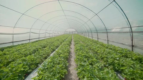 Pass along the patch with harvest in the greenhouse under the open skies 스톡 동영상 170718708