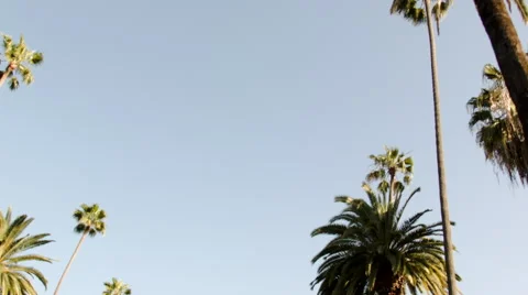 Pass by Palm Trees Video stock 53816245