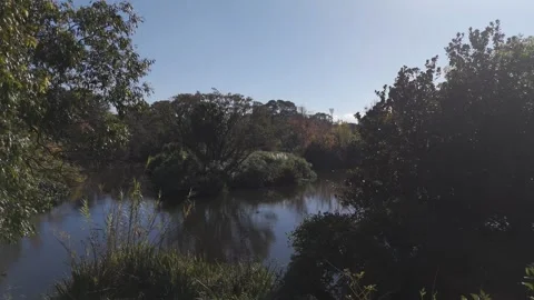 Pass Through Dense Trees Over Lake On Sunny Day Stock Footage 274604534