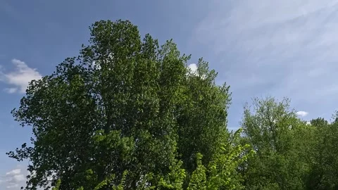 Pass through a small grove Stock Footage 242860302