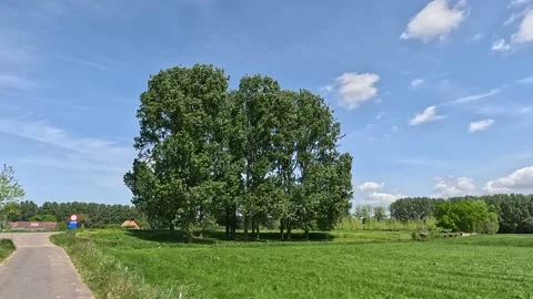 Pass through a small grove Stock Footage 242860341