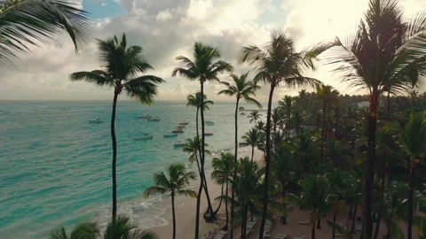 A pass through tall palm trees at the beach of a beautiful Caribbean resort Stock Footage 317942434