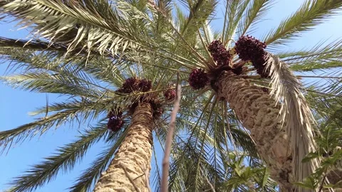 Pass under two palm trees with palm clusters 動画素材 159577656